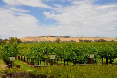 Jacobs Creek Şaraphanesinde, Barossa Valley, Güney Avustralya, Avustralya'nın önde gelen şarap yapım bölgelerinden biri olan yeşil üzüm bağları