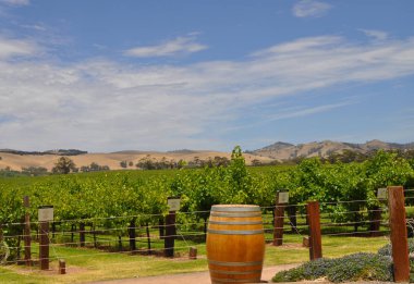 Jacobs Creek Şaraphanesinde, Barossa Valley, Güney Avustralya, Avustralya'nın önde gelen şarap yapım bölgelerinden biri olan yeşil üzüm bağları