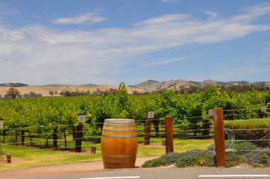 Jacobs Creek Şaraphanesinde, Barossa Valley, Güney Avustralya, Avustralya'nın önde gelen şarap yapım bölgelerinden biri olan yeşil üzüm bağları