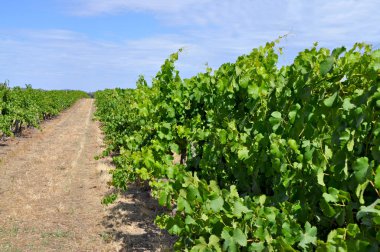 Yeşil yaz üzüm bağları Barossa Valley Güney Avustralya'nın önde gelen şarap yapım bölgeleri, Avustralya