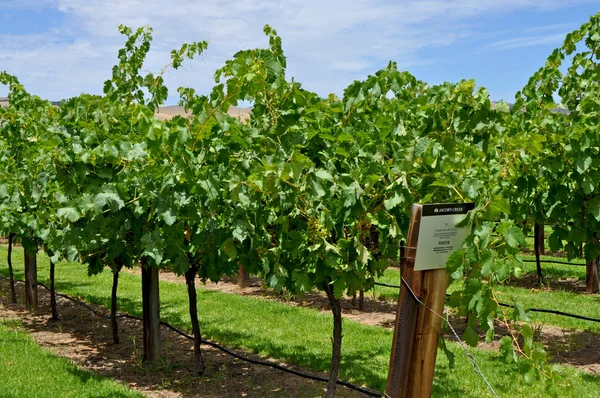 Jacobs Creek Şaraphanesinde, Barossa Valley, Güney Avustralya, Avustralya'nın önde gelen şarap yapım bölgelerinden biri olan yeşil üzüm bağları
