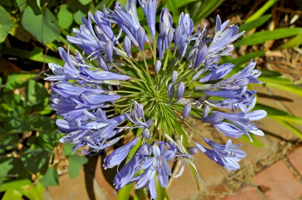 Lily of the Nile, also called African Blue Lily flower, in purple blue shade (Agapanthus Africanus) in Australia. Blue Agapanthus flowering plant in summer garden.