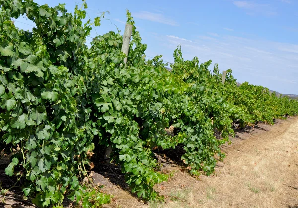 Vigneti Verdi Estivi Della Barossa Valley Nell Australia Meridionale Una — Foto Stock