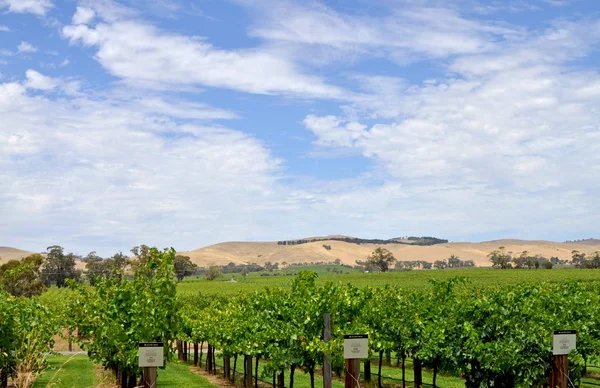 Green Vineyards Jacobs Creek Winery Barossa Valley South Australia One Royalty Free Stock Photos