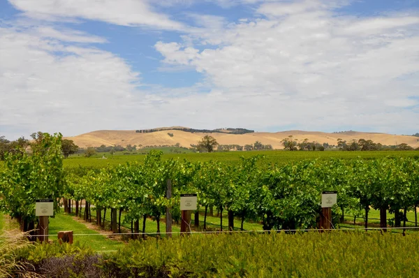 Green Vineyards Jacobs Creek Winery Barossa Valley South Australia One Stock Photo