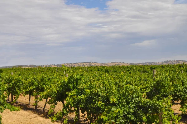 Yeşil Yaz Üzüm Bağları Barossa Valley Güney Avustralya Nın Önde — Stok fotoğraf