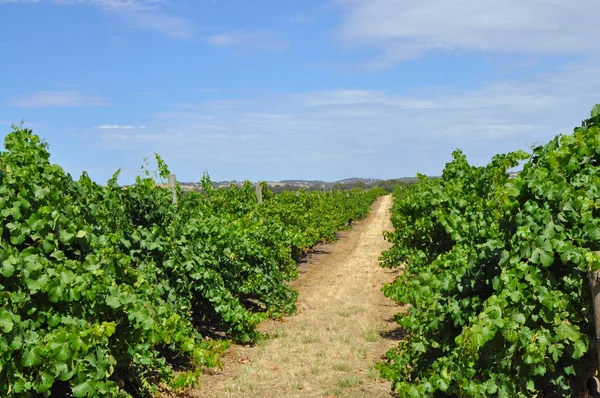 巴罗莎山谷的绿色夏日葡萄园澳大利亚最主要的酿酒产区之一 — 图库照片