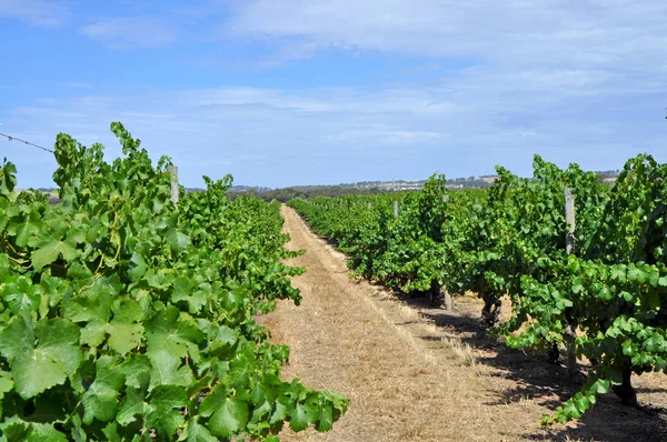 Vinhedos Verdes Verão Vale Barossa Sul Austrália Uma Das Principais — Fotografia de Stock