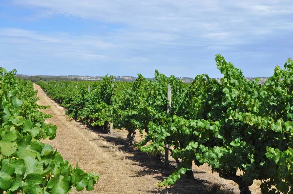 Vinhedos Verdes Verão Vale Barossa Sul Austrália Uma Das Principais — Fotografia de Stock