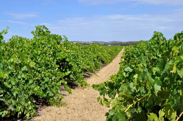 Vigneti Verdi Estivi Della Barossa Valley Nell Australia Meridionale Una — Foto Stock