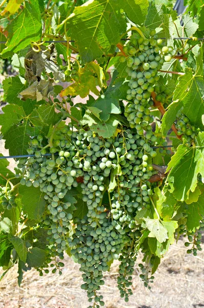 Gröna Druvor Vingårdarna Barossa Valley Södra Australien Australiens Främsta Vinframställning — Stockfoto