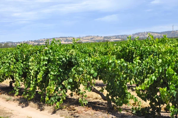 Green Summertime Vineyards Barossa Valley South Australia One Australia Premier — Stock Photo, Image