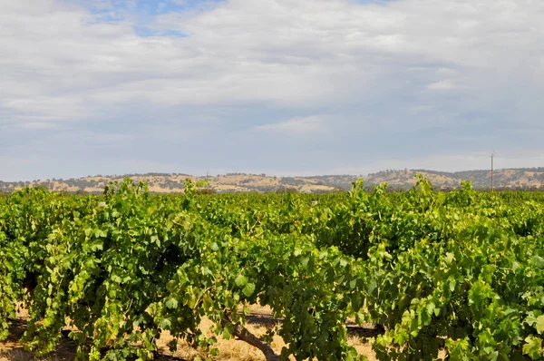 Yeşil Yaz Üzüm Bağları Barossa Valley Güney Avustralya Nın Önde — Stok fotoğraf