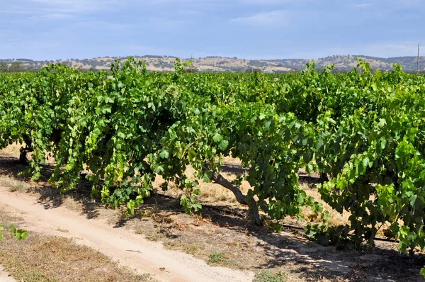 Yeşil Yaz Üzüm Bağları Barossa Valley Güney Avustralya Nın Önde — Stok fotoğraf