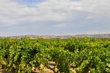 Yeşil yaz üzüm bağları Barossa Valley Güney Avustralya'nın önde gelen şarap yapım bölgeleri, Avustralya
