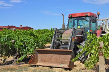 Barossa Valley, Güney Avustralya, Avustralya'nın önde gelen şarap yapım bölgelerinden biri yeşil bağ içinde kırmızı traktör.