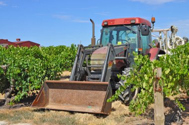 Barossa Valley, Güney Avustralya, Avustralya'nın önde gelen şarap yapım bölgelerinden biri yeşil bağ içinde kırmızı traktör.