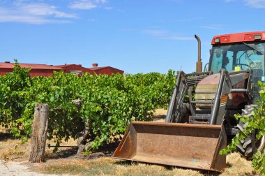 Barossa Valley, Güney Avustralya, Avustralya'nın önde gelen şarap yapım bölgelerinden biri yeşil bağ içinde kırmızı traktör.