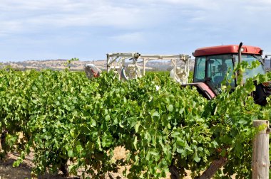 Barossa Valley, Güney Avustralya, Avustralya'nın önde gelen şarap yapım bölgelerinden biri yeşil bağ içinde kırmızı traktör.