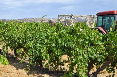 Yeşil yaz üzüm bağları Barossa Valley Güney Avustralya'nın önde gelen şarap yapım bölgeleri, Avustralya