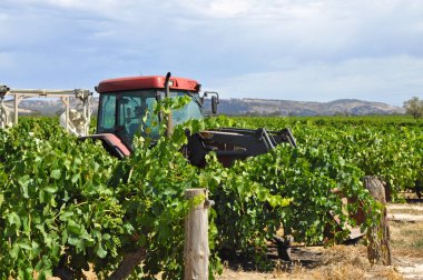 Barossa Valley, Güney Avustralya, Avustralya'nın önde gelen şarap yapım bölgelerinden biri yeşil bağ içinde kırmızı traktör.