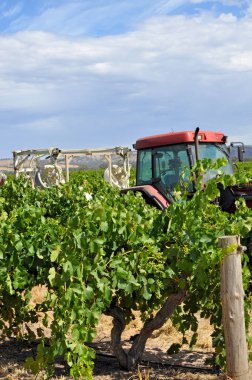 Barossa Valley, Güney Avustralya, Avustralya'nın önde gelen şarap yapım bölgelerinden biri yeşil bağ içinde kırmızı traktör.