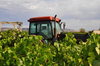 Barossa Valley, Güney Avustralya, Avustralya'nın önde gelen şarap yapım bölgelerinden biri yeşil bağ içinde kırmızı traktör.