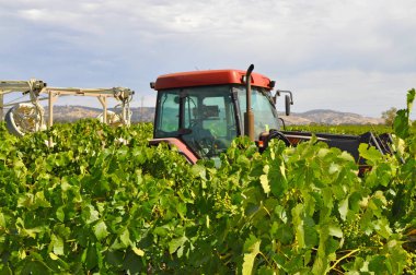 Barossa Valley, Güney Avustralya, Avustralya'nın önde gelen şarap yapım bölgelerinden biri yeşil bağ içinde kırmızı traktör.