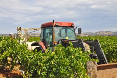 Barossa Valley, Güney Avustralya, Avustralya'nın önde gelen şarap yapım bölgelerinden biri yeşil bağ içinde kırmızı traktör.