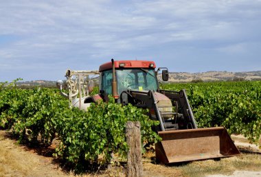 Barossa Valley, Güney Avustralya, Avustralya'nın önde gelen şarap yapım bölgelerinden biri yeşil bağ içinde kırmızı traktör.