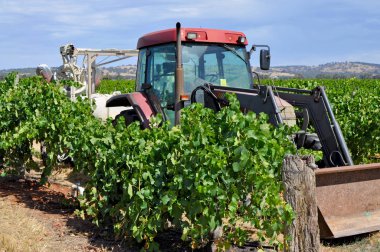 Barossa Valley, Güney Avustralya, Avustralya'nın önde gelen şarap yapım bölgelerinden biri yeşil bağ içinde kırmızı traktör.