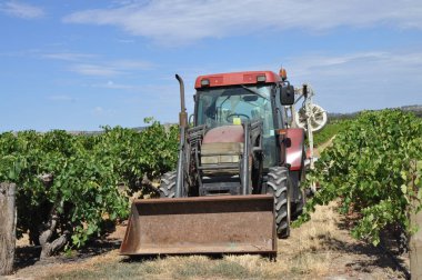 Barossa Valley, Güney Avustralya, Avustralya'nın önde gelen şarap yapım bölgelerinden biri yeşil bağ içinde kırmızı traktör.