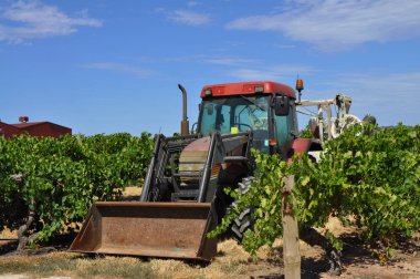 Barossa Valley, Güney Avustralya, Avustralya'nın önde gelen şarap yapım bölgelerinden biri yeşil bağ içinde kırmızı traktör.
