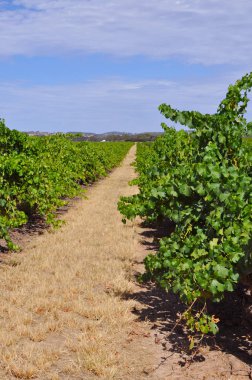 Yeşil yaz üzüm bağları Barossa Valley Güney Avustralya'nın önde gelen şarap yapım bölgeleri, Avustralya