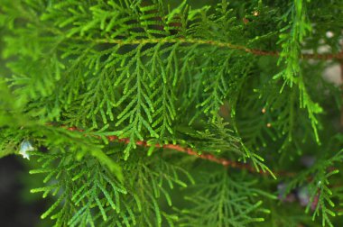 Makro çekim güzel yeşil yumuşak güneş ışığı ve seçici odak ile mazı ağaçlarının yaprakları. Mazı (bitki) dal, mazı occidentalis herdem yeşil bir iğne yapraklı ağaçtır. Arka plan olarak kullanmak için doku