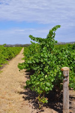 Yeşil yaz üzüm bağları Barossa Valley Güney Avustralya'nın önde gelen şarap yapım bölgeleri, Avustralya