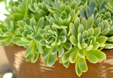 Yeşil taze sulu kaktüs güneşli gün kapatın. Yeşil bitki doğal arka planı için.