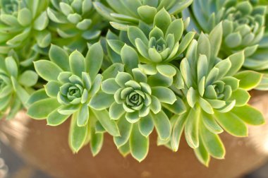 Yeşil taze sulu kaktüs güneşli gün kapatın. Yeşil bitki doğal arka planı için.