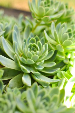 Yeşil taze sulu kaktüs güneşli gün kapatın. Yeşil bitki doğal arka planı için.