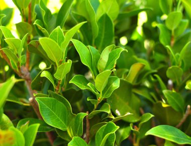 Yeşil ficus kadeh yaprakları arka plan, doku olarak kullanmak için kapatın. Çevre, ekoloji, küresel ısınma Tema.