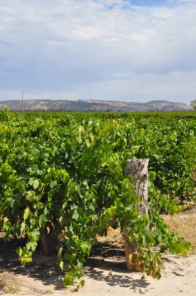 Yeşil Yaz Üzüm Bağları Barossa Valley Güney Avustralya Nın Önde — Stok fotoğraf