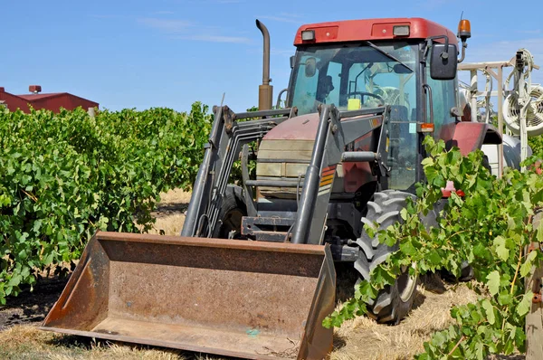 Barossa Valley, Güney Avustralya, Avustralya'nın önde gelen şarap yapım bölgelerinden biri yeşil bağ içinde kırmızı traktör.