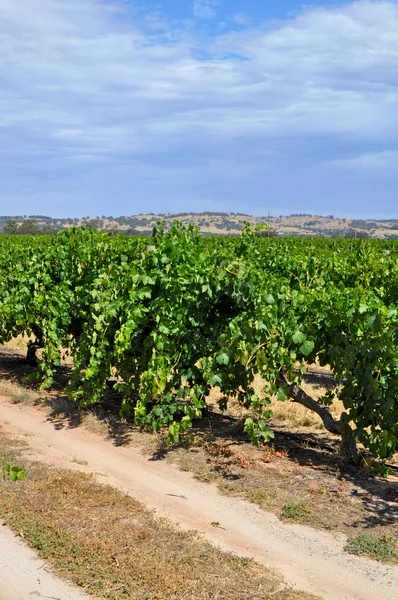 巴罗莎山谷的绿色夏日葡萄园澳大利亚最主要的酿酒产区之一 — 图库照片