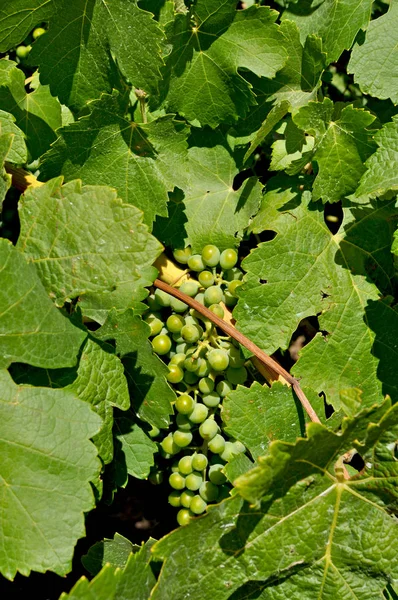 Uve Verdi Nei Vigneti Della Barossa Valley Australia Meridionale Una — Foto Stock