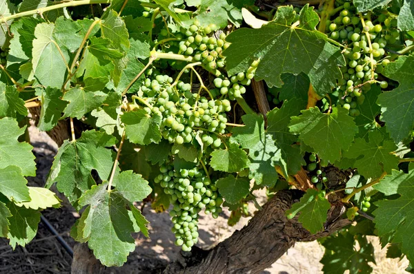 Uvas Verdes Viñedos Del Valle Barossa Australia Meridional Una Las —  Fotos de Stock