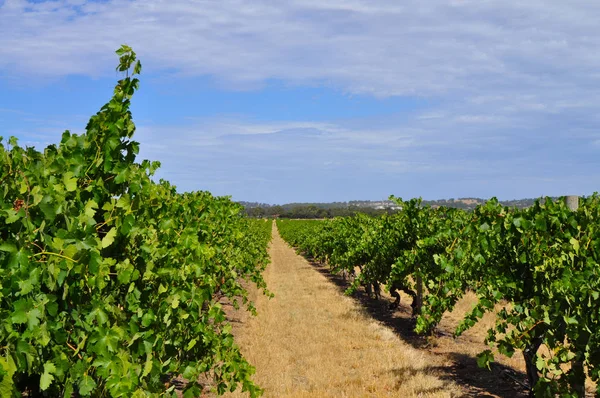 Yeşil Yaz Üzüm Bağları Barossa Valley Güney Avustralya Nın Önde — Stok fotoğraf