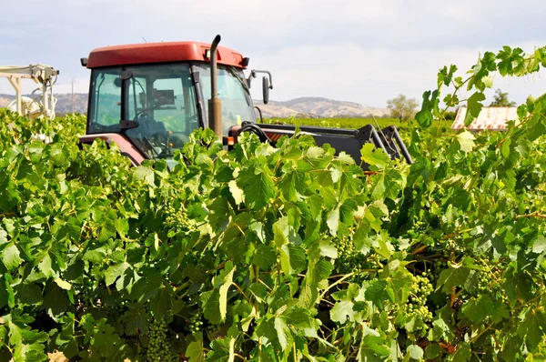 Tracteur Rouge Dans Vignoble Vert Dans Vallée Barossa Australie Sud — Photo