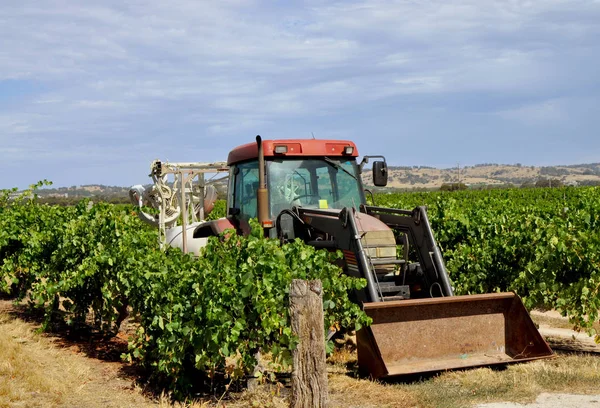 Barossa Valley Güney Avustralya Avustralya Nın Önde Gelen Şarap Yapım — Stok fotoğraf