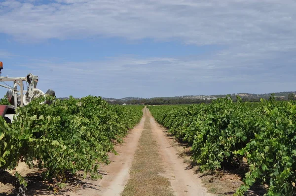 Green summertime vineyards from the Barossa Valley in South Australia one of Australia\'s premier wine making regions