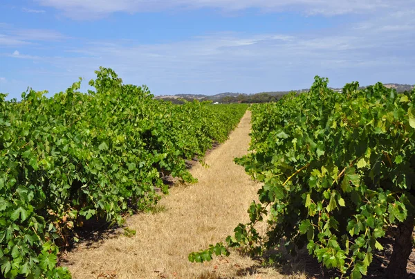 Green Summertime Vineyards Barossa Valley South Australia One Australia Premier — Stock Photo, Image